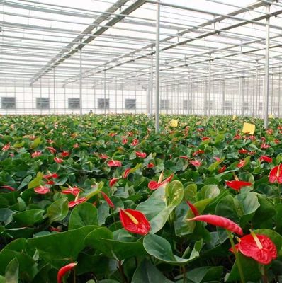 Hydroponik Anbaumethode PC Blatt Gartenblume Sonnenlicht Gewächshaus für Kanada