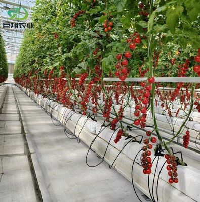 Doppelschicht-Gewächshaus für die Tomatenzüchtung 20GP Paket Größe 12,09cm * 2,35cm * 2,39cm