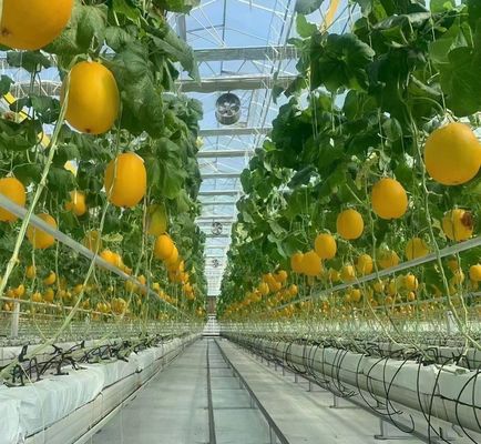 Doppelschicht-Gewächshaus für die Tomatenzüchtung 20GP Paket Größe 12,09cm * 2,35cm * 2,39cm