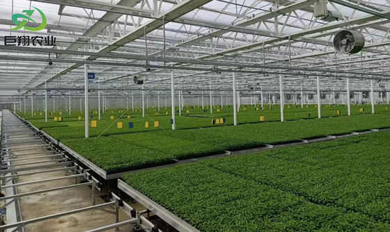 Gewächshaus für Hydroponische Pflanzenpflanzung mit Nutzungs- und Paketgrößenoptionen