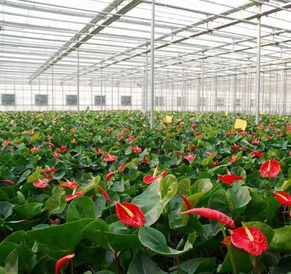 Gewölbe-Doppelgewölbe-Gewächshaus für Tomaten und Pfeffer in US-Währung