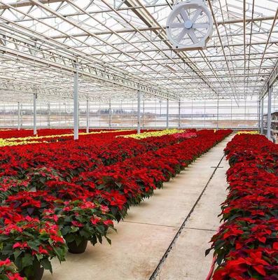 Gewölbe-Doppelgewölbe-Gewächshaus für Tomaten und Pfeffer in US-Währung