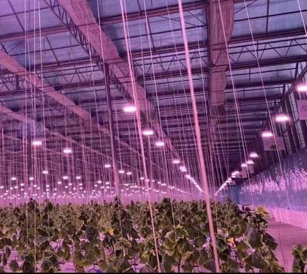 Gewölbe-Doppelgewölbe-Gewächshaus für Tomaten und Pfeffer in US-Währung