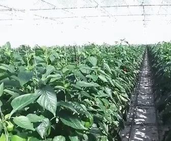Gewölbe-Doppelgewölbe-Gewächshaus für Tomaten und Pfeffer in US-Währung