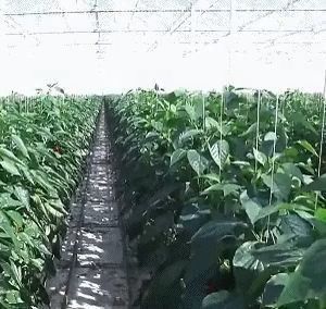 Ein- oder Mehrfach-Juxiang-Doppelschicht-Film-Gewächshaus für die Blumenproduktion