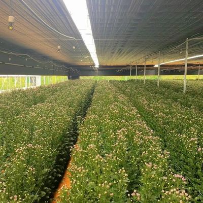 Stahlkonstruktion Gewächshaus für die Pfefferproduktion mit Hydroponik-Anbaumethode