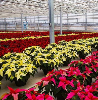 JX-H0068 Gewächshaus mit Tropfsicherungstechnologie für die Blumen- und Tomatenanpassung