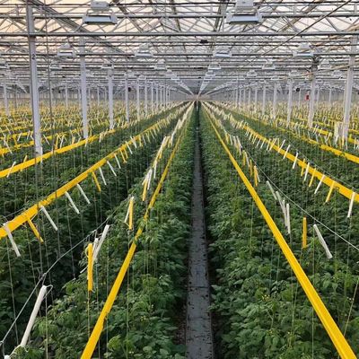 JX-H0068 Gewächshaus mit Tropfsicherungstechnologie für die Blumen- und Tomatenanpassung
