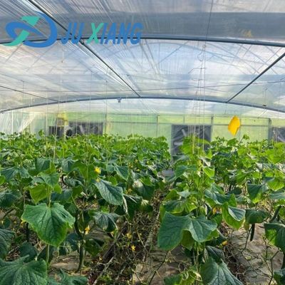 JX-H0068 Gewächshaus mit Tropfsicherungstechnologie für die Blumen- und Tomatenanpassung