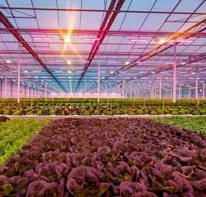 - Gefertigt Hydroponic Gewächshaus mit Anti-Drip-Technologie Vollzahlung wachsendes Gemüse