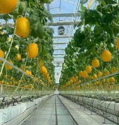 - Gefertigt Hydroponic Gewächshaus mit Anti-Drip-Technologie Vollzahlung wachsendes Gemüse