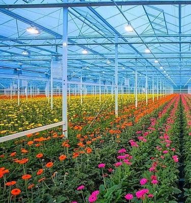 Doppelbogenstruktur - gefertigtes hydroponisches Gewächshaus für den Produktionsbedarf der gemischten Landwirtschaft