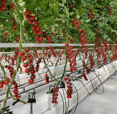 Doppelbogenstruktur - gefertigtes hydroponisches Gewächshaus für den Produktionsbedarf der gemischten Landwirtschaft