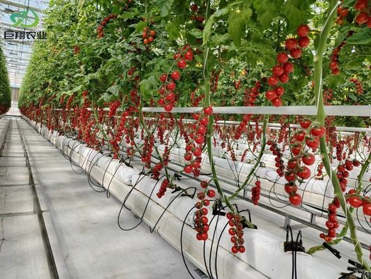 USA/Kanada Stahlkonstruktion Gemüse Pflanzen Einbogengewächshaus für die Hydroponik