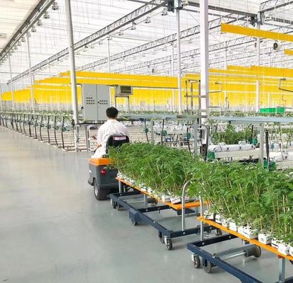 Maximieren Sie Ihren Tomatenertrag mit Anti-Tropf-Technologie Gewächshaus und temporäre Heizung