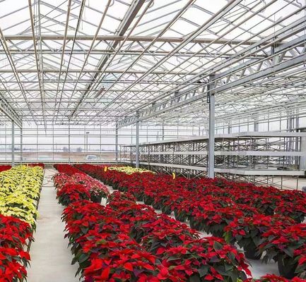 Maximieren Sie Ihren Tomatenertrag mit Anti-Tropf-Technologie Gewächshaus und temporäre Heizung
