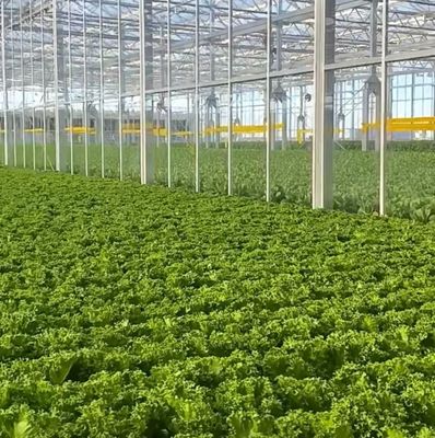 Maximieren Sie Ihren Tomatenertrag mit Anti-Tropf-Technologie Gewächshaus und temporäre Heizung
