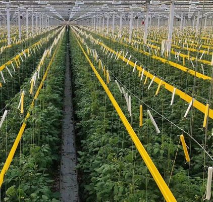 Maximieren Sie Ihren Tomatenertrag mit Anti-Tropf-Technologie Gewächshaus und temporäre Heizung