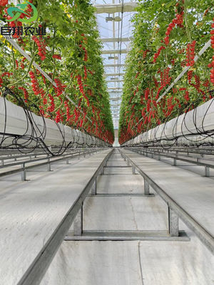 Individuelle Anfrage für ein kommerzielles Gewächshaussystem für Tomaten, Gurken und Salat