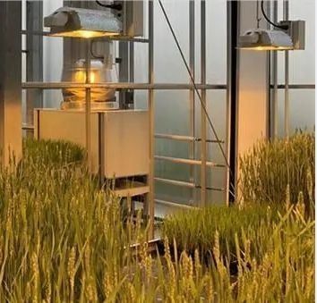 Lichtung der Pflanzenanlage Gewächshaus mit fortschrittlicher Beleuchtungstechnologie