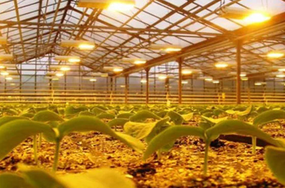 Tomaten, Gurken, Salat, Bruttogewicht 2000.000 kg Anfrage Anpassung