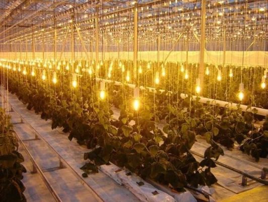 Tomaten, Gurken, Salat, Bruttogewicht 2000.000 kg Anfrage Anpassung