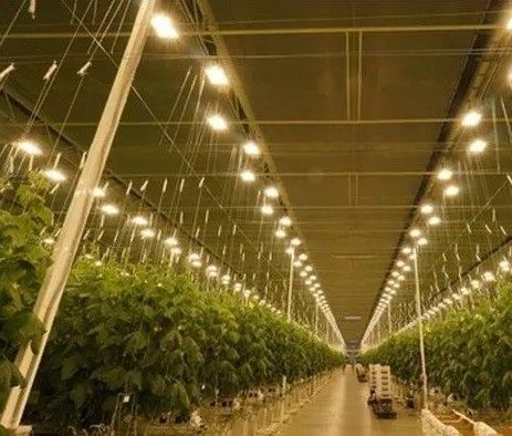 Tomaten, Gurken, Salat, Bruttogewicht 2000.000 kg Anfrage Anpassung