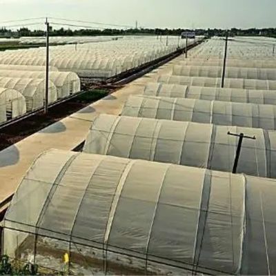 USA/Ca Landwirtschaftliche Einfachspannung Tunnelfolie Gewächshaus für Pilze und Gemüse