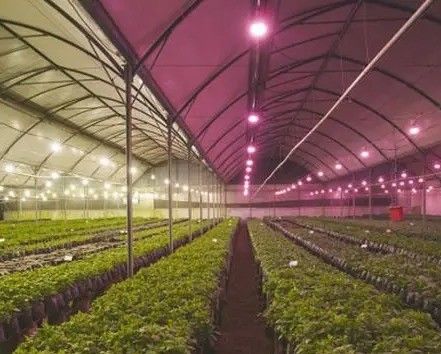 2000.000kg Wasserversprüher Kontrollraum für Saatgut/Gemüse/Frucht/Blumen