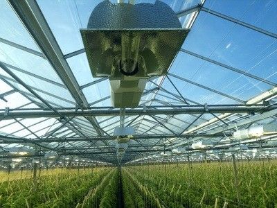 Mehrfachpflanzraum für Sämlinge in Gewächshausverpackungen Bruttogewicht 2000.000kg