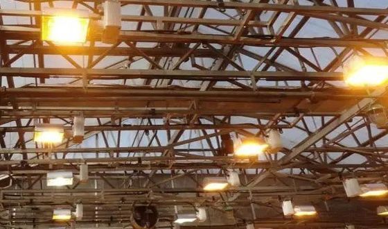 Juxiang Tomaten Gurke Salat Struktur Beleuchtungs Gewächshaus