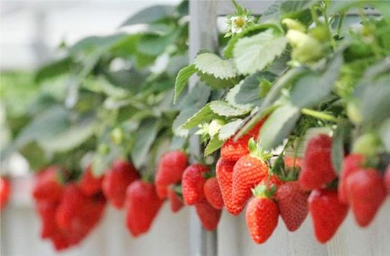 Juxiang Tomaten Gurke Salat Struktur Beleuchtungs Gewächshaus