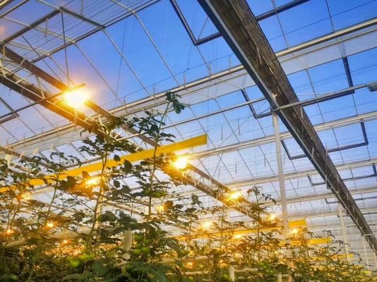 Juxiang Tomaten Gurke Salat Struktur Beleuchtungs Gewächshaus