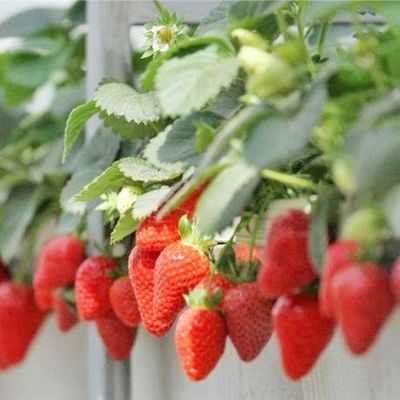 Rückerstattungen Gewährleistete Mehrfachgewächshäuser für den Anbau von Tomaten, Gurken und Salat