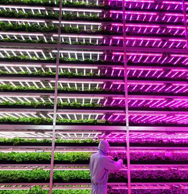 Rückerstattungen Gewährleistete Mehrfachgewächshäuser für den Anbau von Tomaten, Gurken und Salat