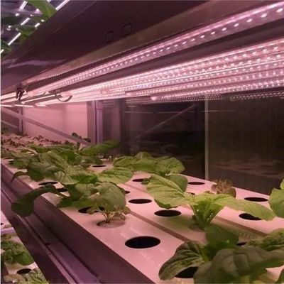 Rückerstattungen Gewährleistete Mehrfachgewächshäuser für den Anbau von Tomaten, Gurken und Salat