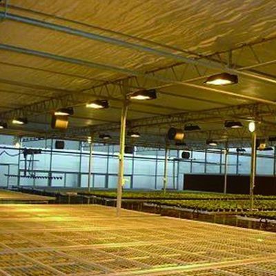 Rückerstattungen Gewährleistete Mehrfachgewächshäuser für den Anbau von Tomaten, Gurken und Salat