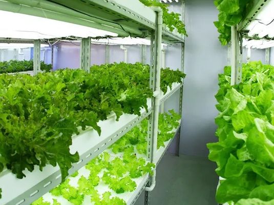 Reguliertes Licht mit Nassvorhang Gewächshaus für 2000.000kg Paketbruttogewicht