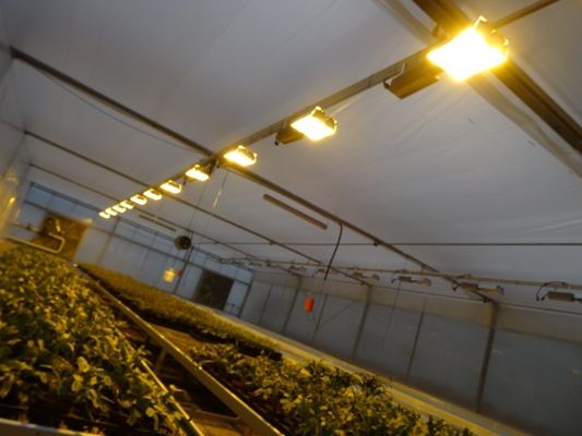 Reguliertes Licht mit Nassvorhang Gewächshaus für 2000.000kg Paketbruttogewicht