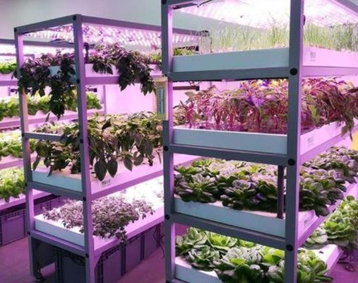 Reguliertes Licht mit Nassvorhang Gewächshaus für 2000.000kg Paketbruttogewicht