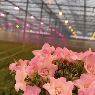 Anpassung Stahlstruktur Ursprung Glas Gewächshaus Hydroponik System für Blumen