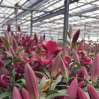 Anpassung Stahlstruktur Ursprung Glas Gewächshaus Hydroponik System für Blumen