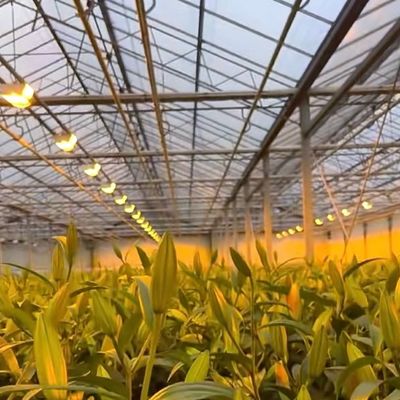 Doppelschicht Venlo Glas Gewächshaus hydroponisches Produktionssystem mit Tropfbewässerung