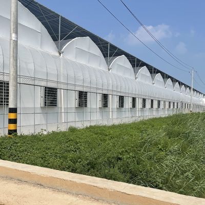 Individuelle Anfrage Landwirtschaftliche Mehrspannung Kunststoff-Tunnelfilm Gewächshaus für die Produktion