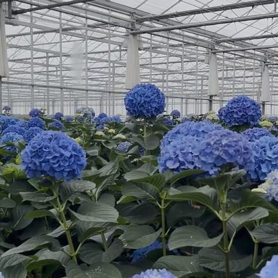 Doppelschicht Venlo Glas Gewächshaus hydroponisches Produktionssystem mit Tropfbewässerung