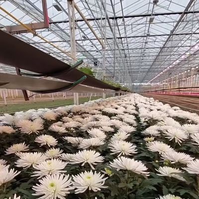 Doppelschicht Venlo Glas Gewächshaus hydroponisches Produktionssystem mit Tropfbewässerung