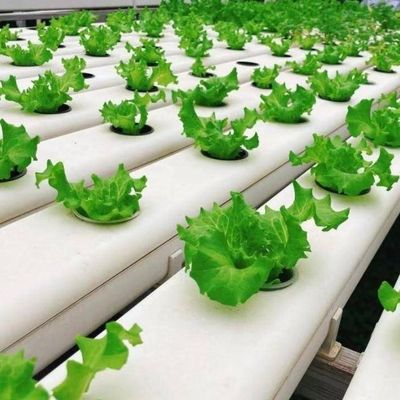 Maximieren Sie das Wachstum mit einem bodenlosen Anbausystem in einem Gewächshaus mit gewölbtem Dach