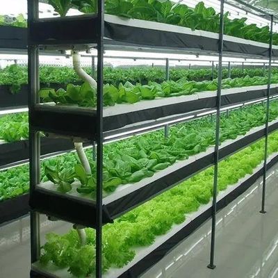 Maximieren Sie das Wachstum mit einem bodenlosen Anbausystem in einem Gewächshaus mit gewölbtem Dach