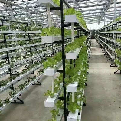 Maximieren Sie das Wachstum mit einem bodenlosen Anbausystem in einem Gewächshaus mit gewölbtem Dach