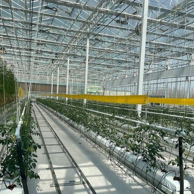 Maximieren Sie das Wachstum mit einem bodenlosen Anbausystem in einem Gewächshaus mit gewölbtem Dach